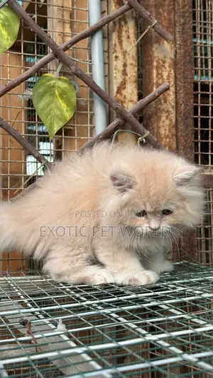 1-3 months Male Purebred Persian