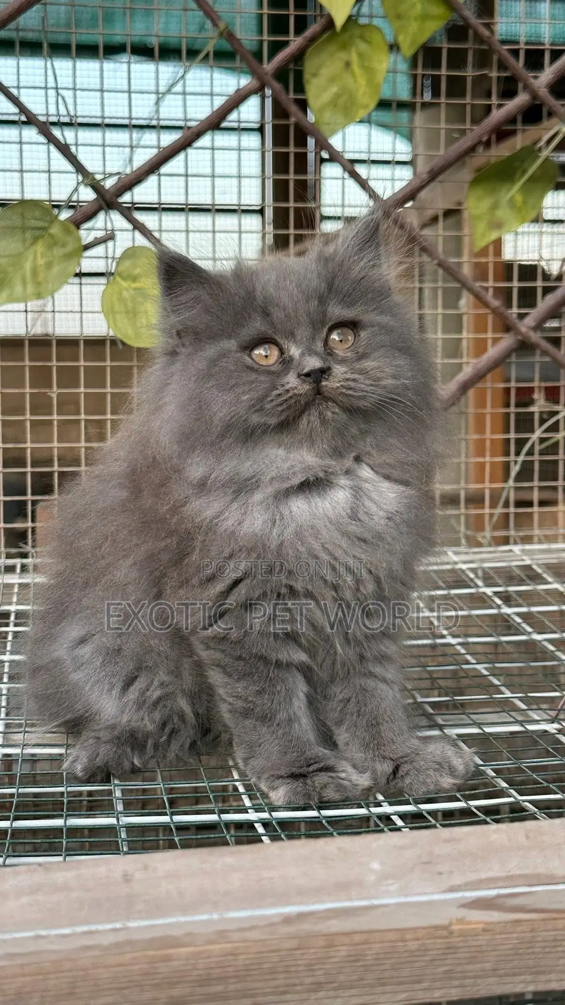 1-3 months Female Purebred Persian