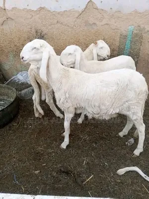 Female Balami Sheep