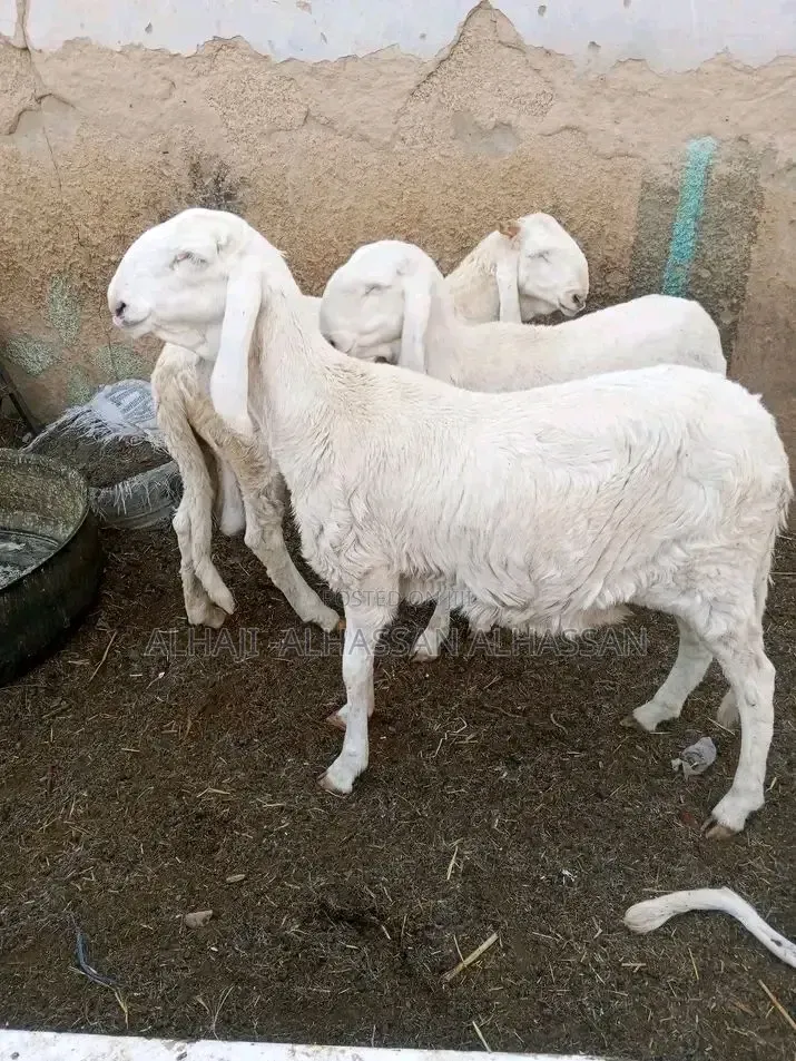 Female Balami Sheep
