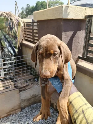1-3 months Female Purebred Doberman Pinscher