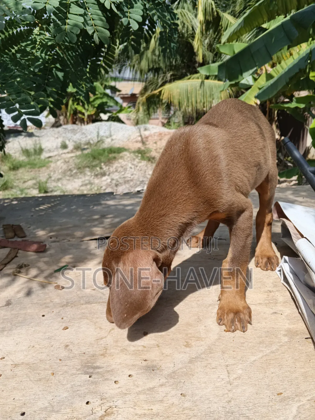 1-3 months Female Purebred Doberman Pinscher