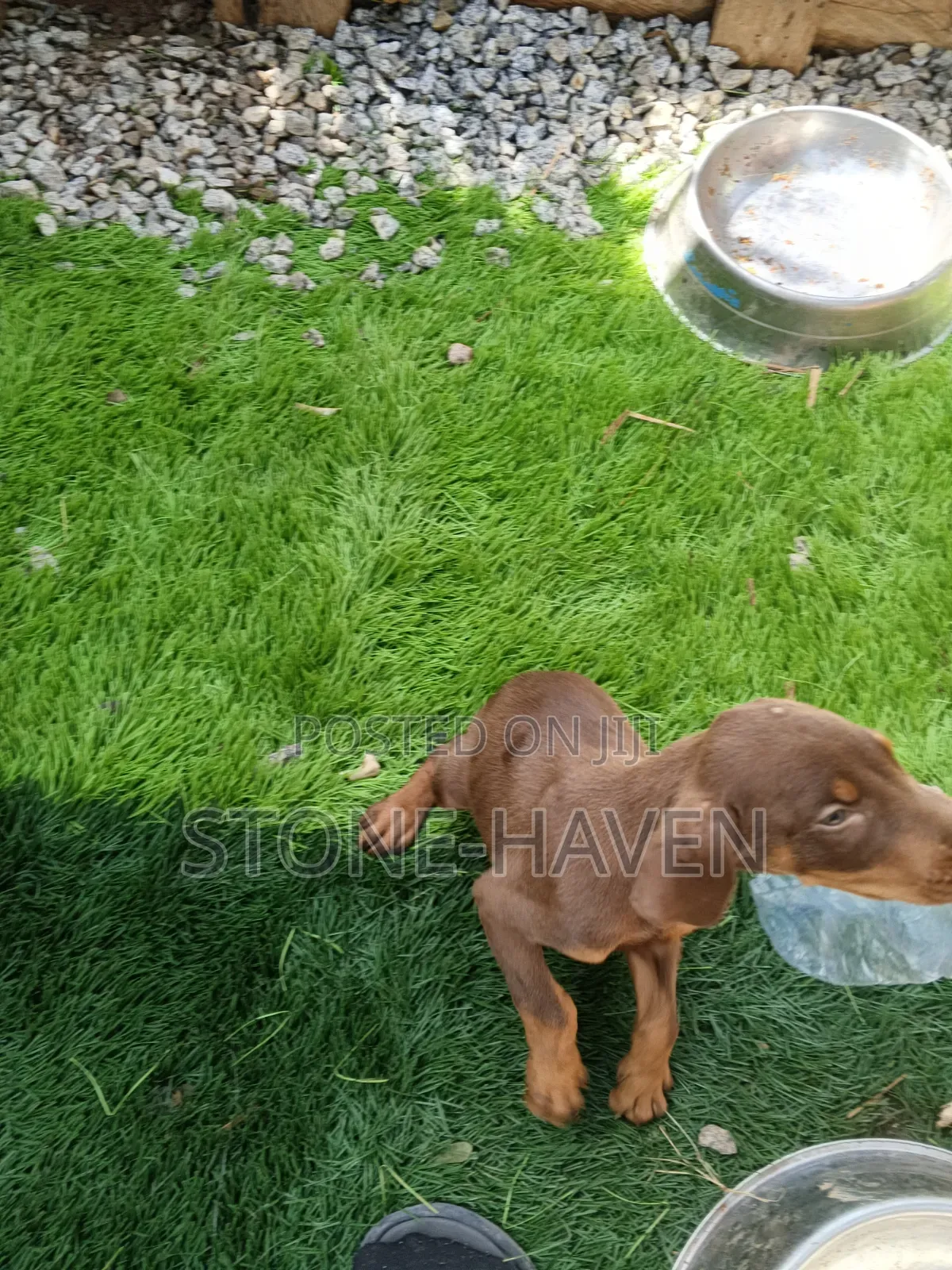 1-3 months Female Purebred Doberman Pinscher