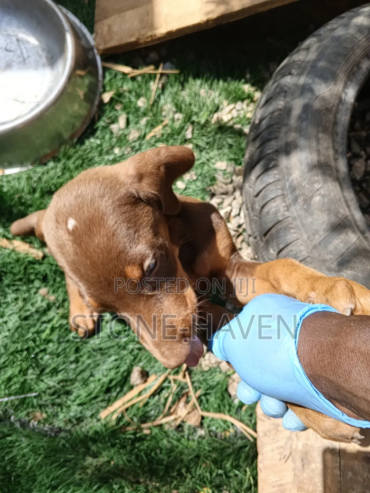 1-3 months Female Purebred Doberman Pinscher