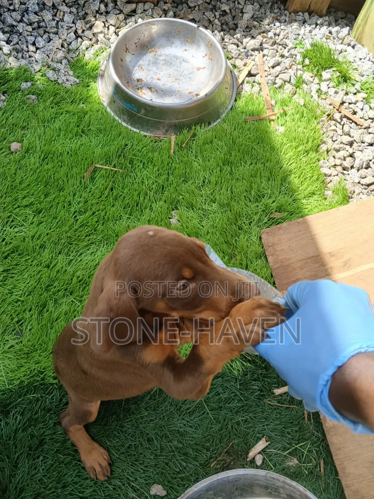 1-3 months Female Purebred Doberman Pinscher