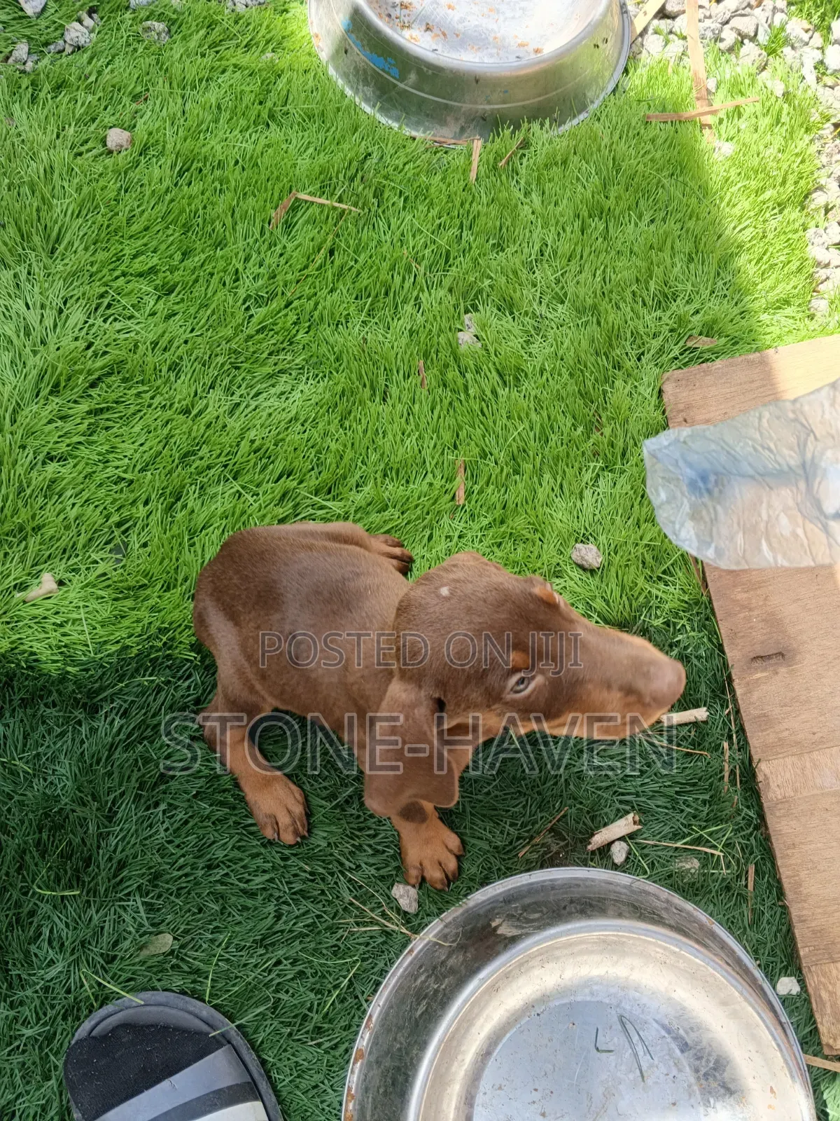 1-3 months Female Purebred Doberman Pinscher