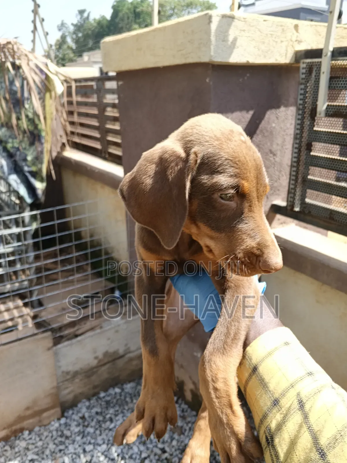1-3 months Female Purebred Doberman Pinscher