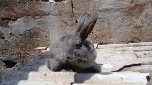 Rabbits of Different Sizes and Age