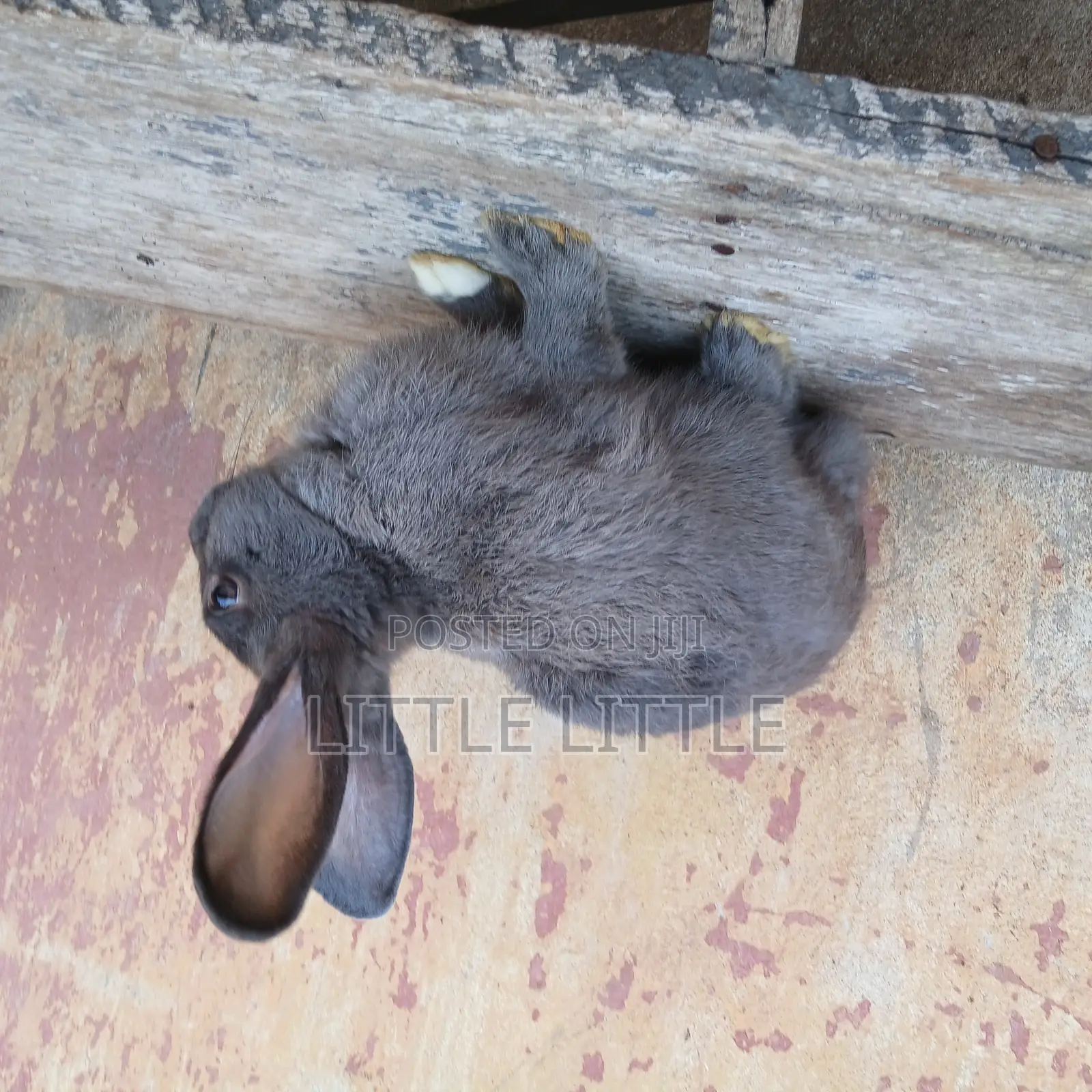 Rabbits of Different Sizes and Age