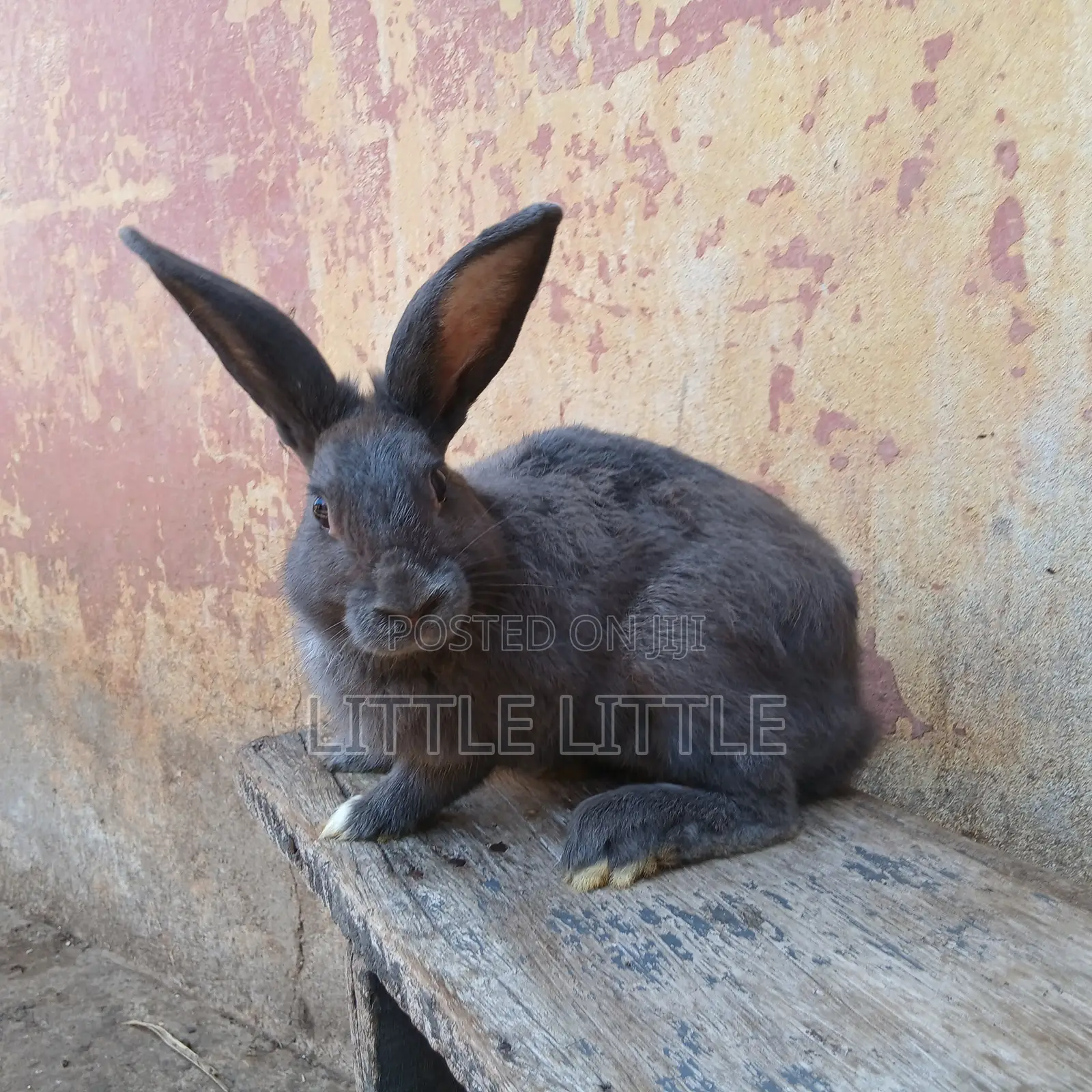 Rabbits of Different Sizes and Age
