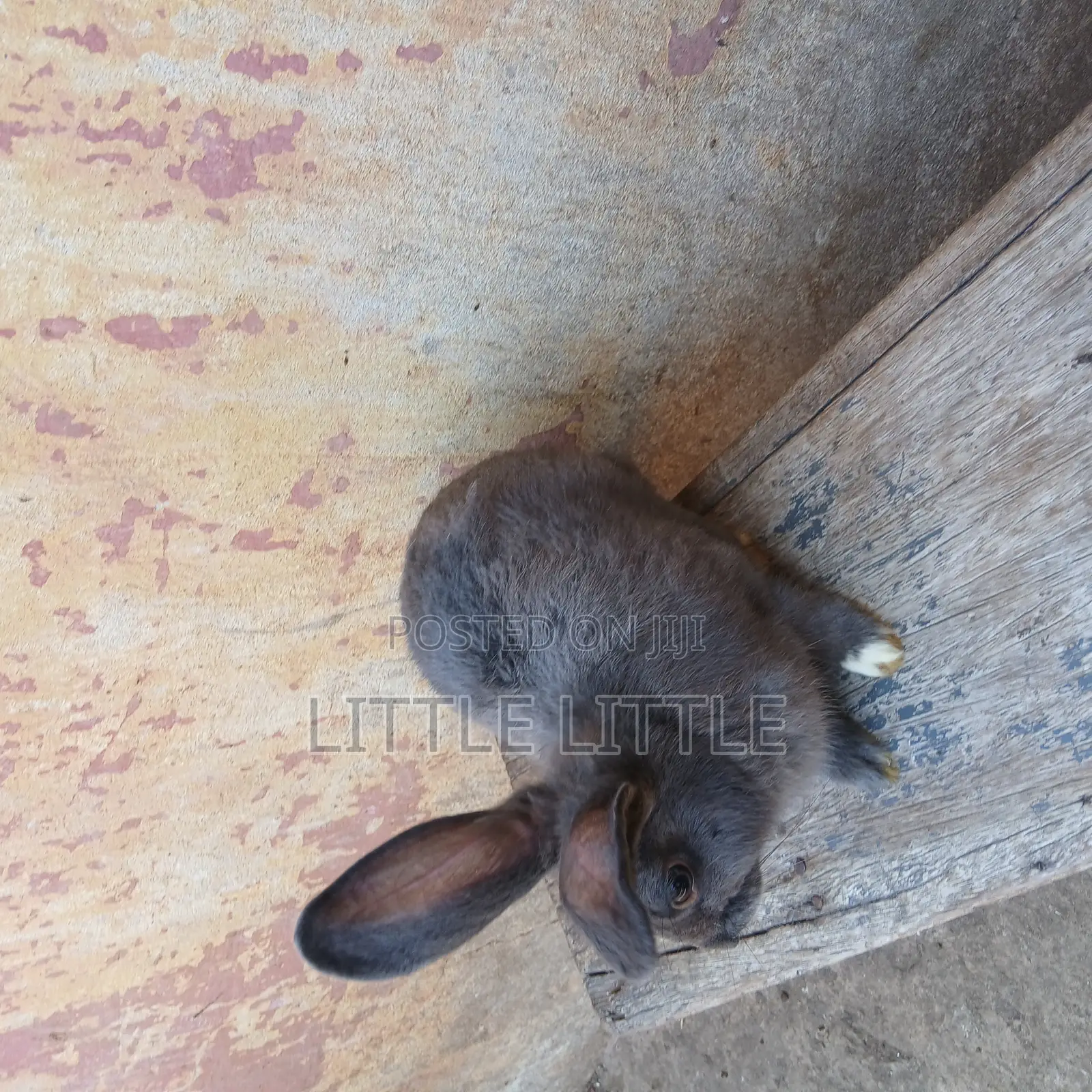 Rabbits of Different Sizes and Age
