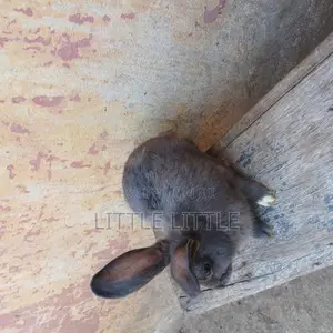 Rabbits of Different Sizes and Age