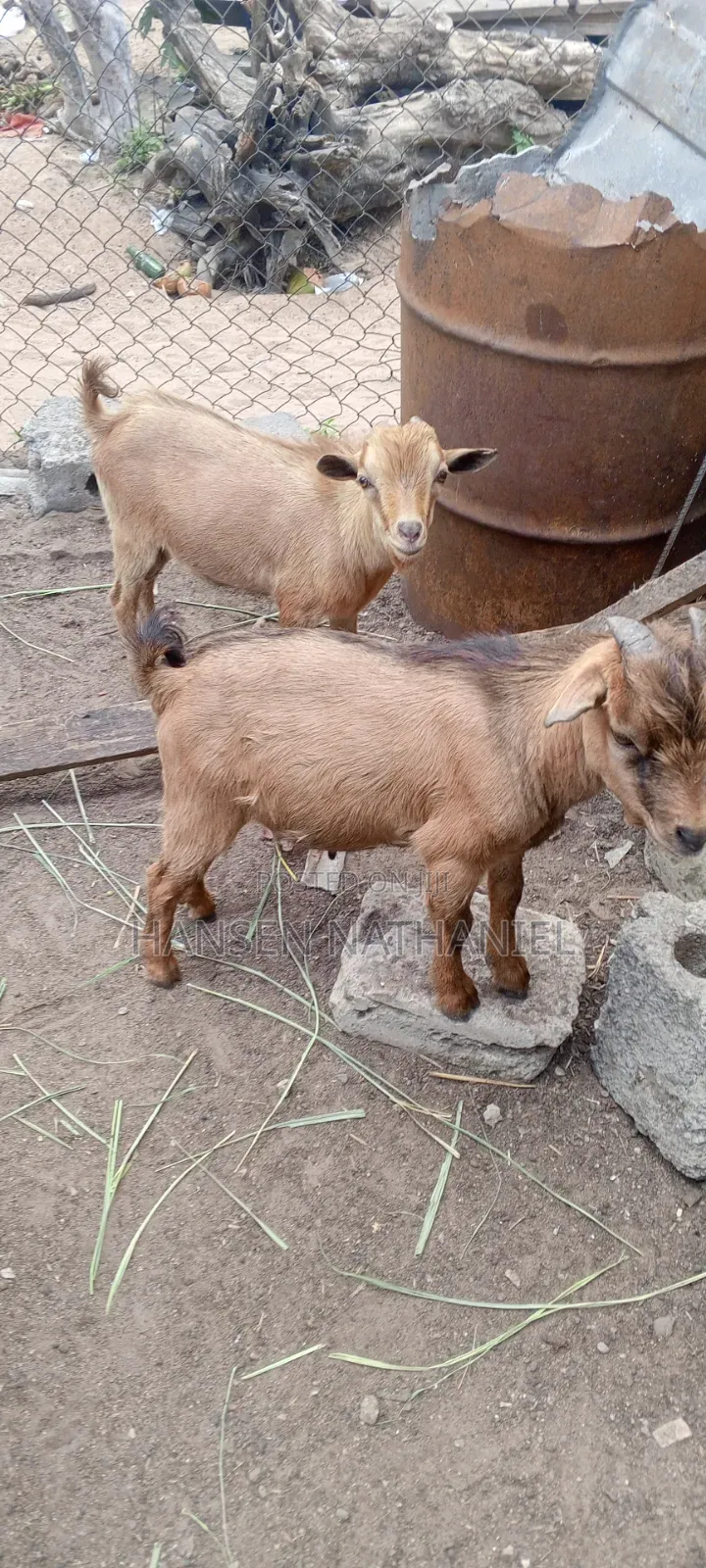 Goats for Sale