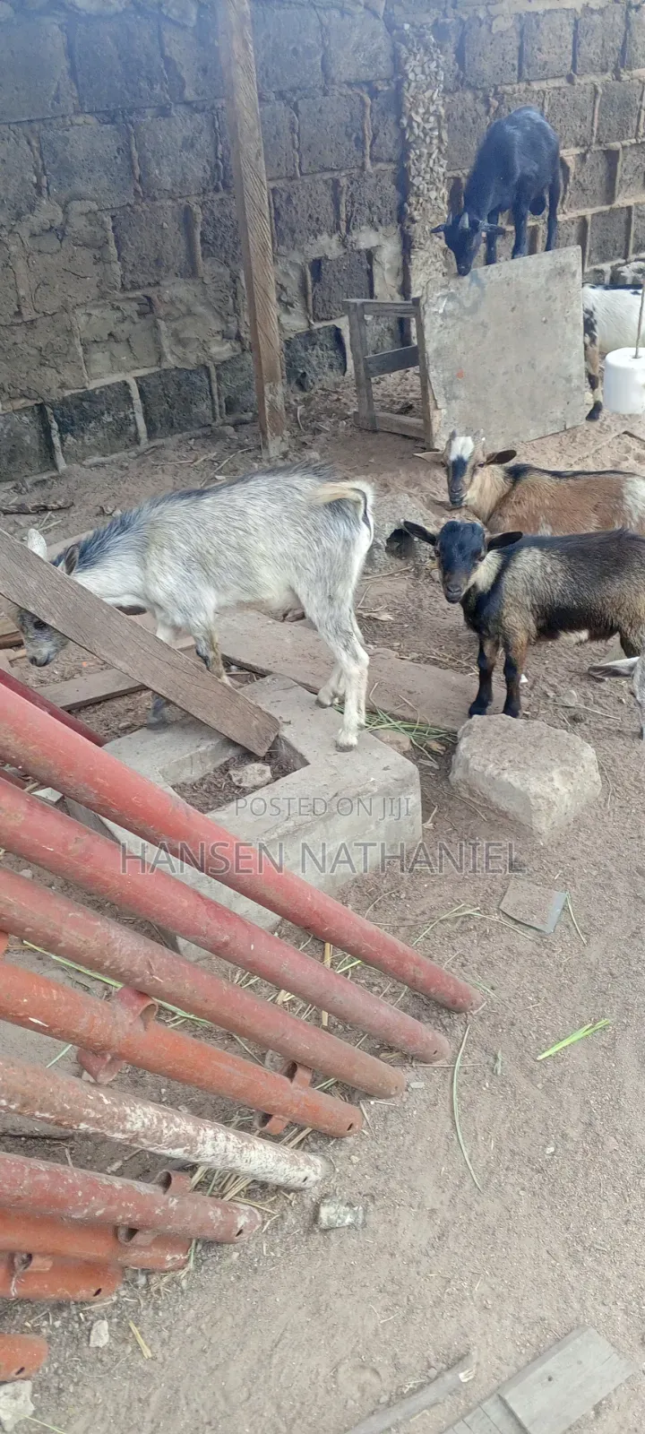 Goats for Sale