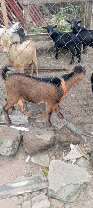 Goats for Sale