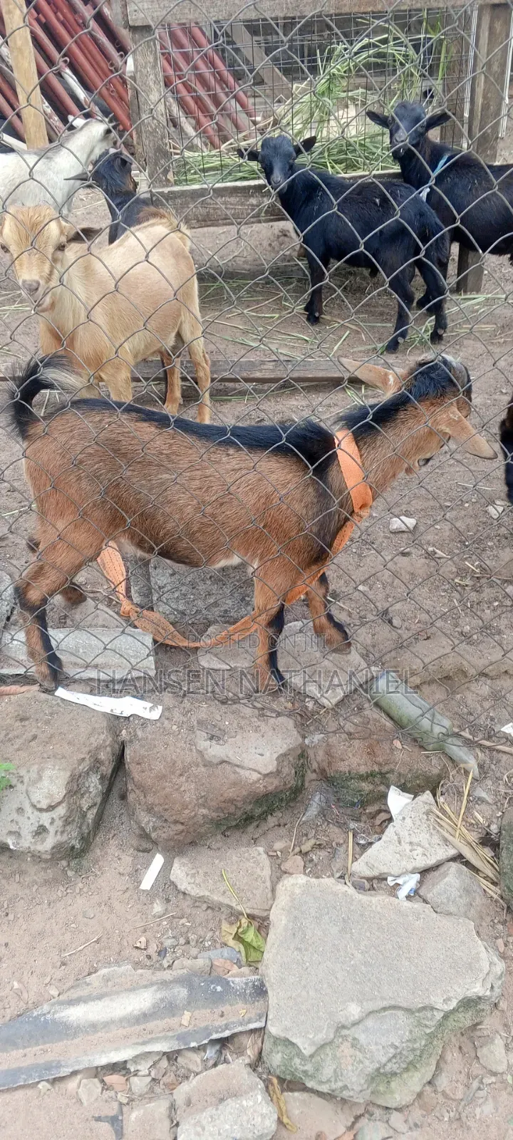 Goats for Sale