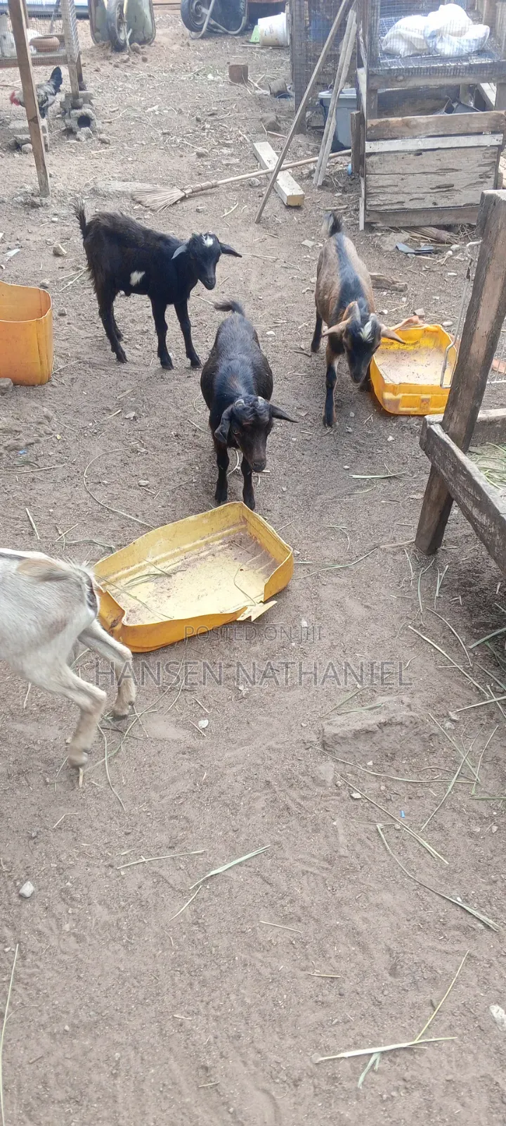 Goats for Sale