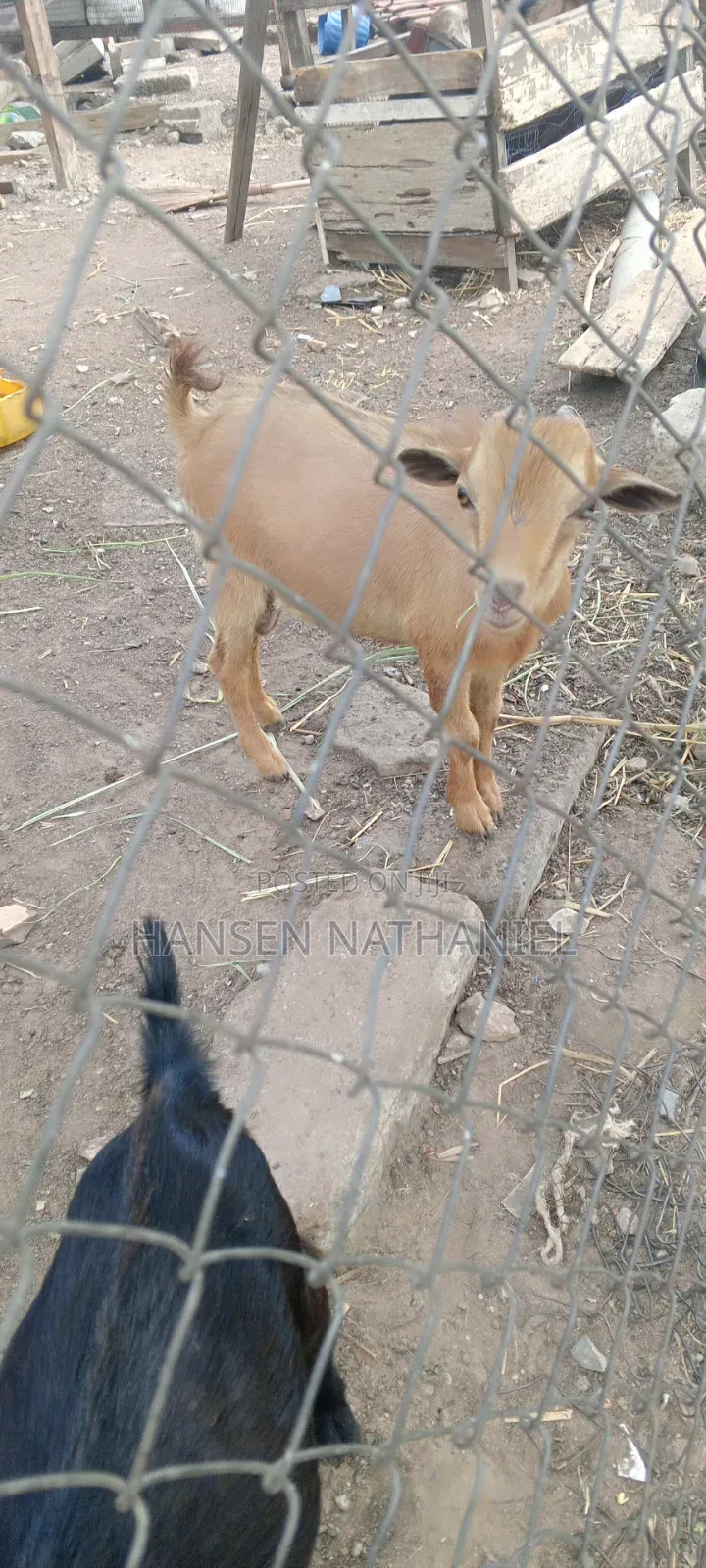 Goats for Sale