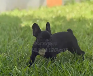 3-6 months Male Purebred French Bulldog