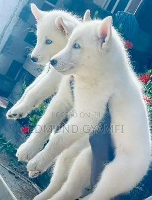 1-3 months Male Purebred Siberian Husky