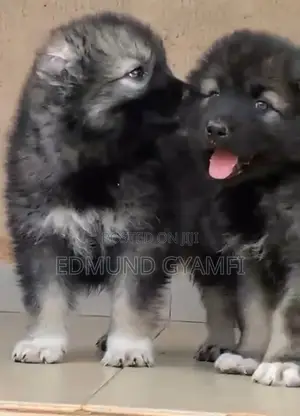 1-3 months Male Purebred Caucasian Shepherd