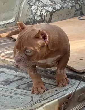 3-6 months Female Purebred American Bully
