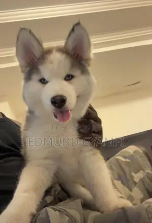 1-3 months Male Purebred Siberian Husky