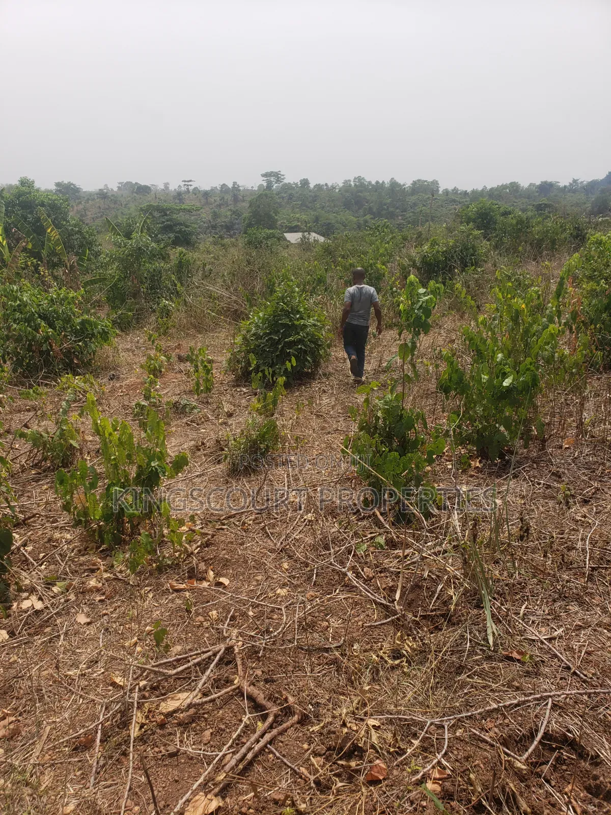 Trouble-Free Plots Selling at Trede Mpatasie