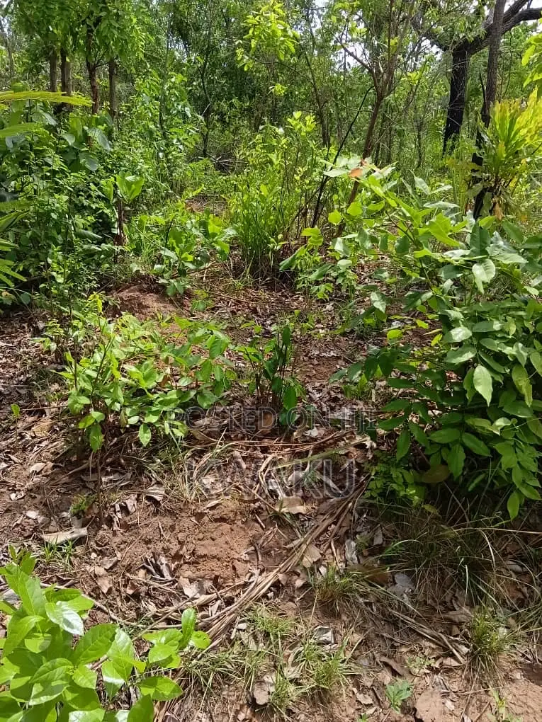 Farmlands for Sale at Kintampo Brong East Region 4,000ghs Per Acre