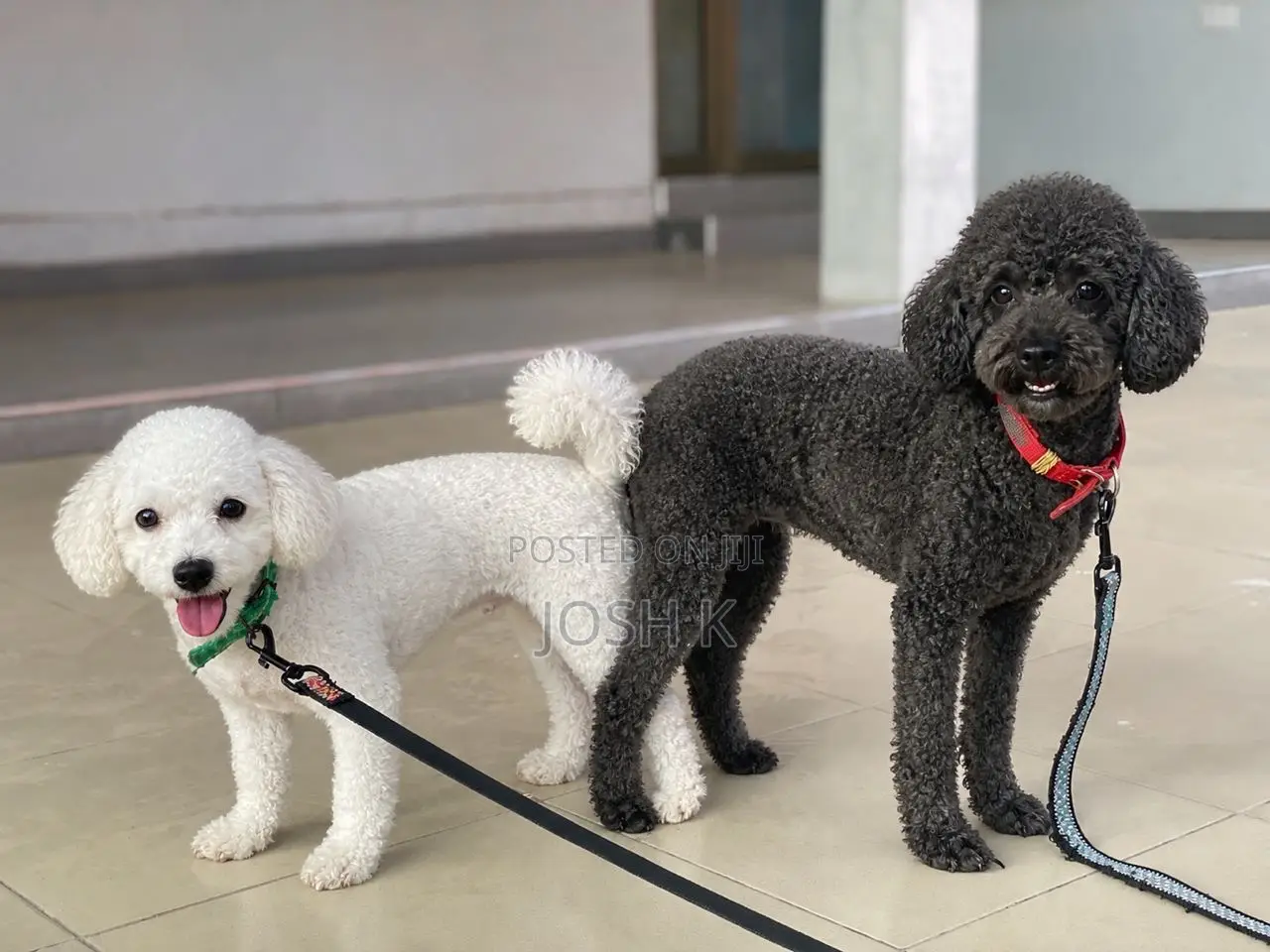 1-3 months Male Purebred Poodle