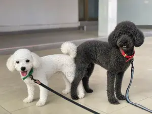 1-3 months Male Purebred Poodle