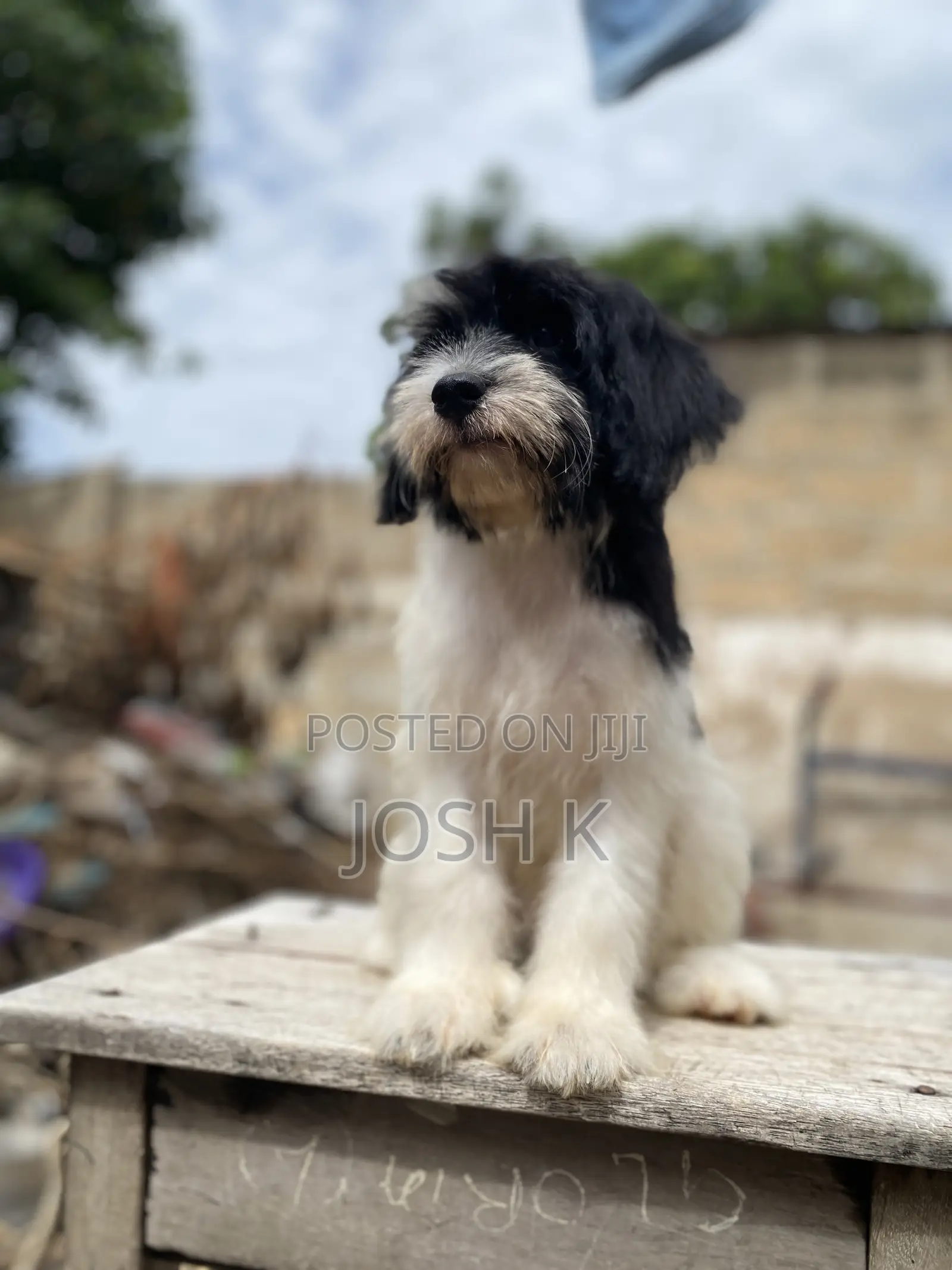 1-3 months Male Purebred Poodle