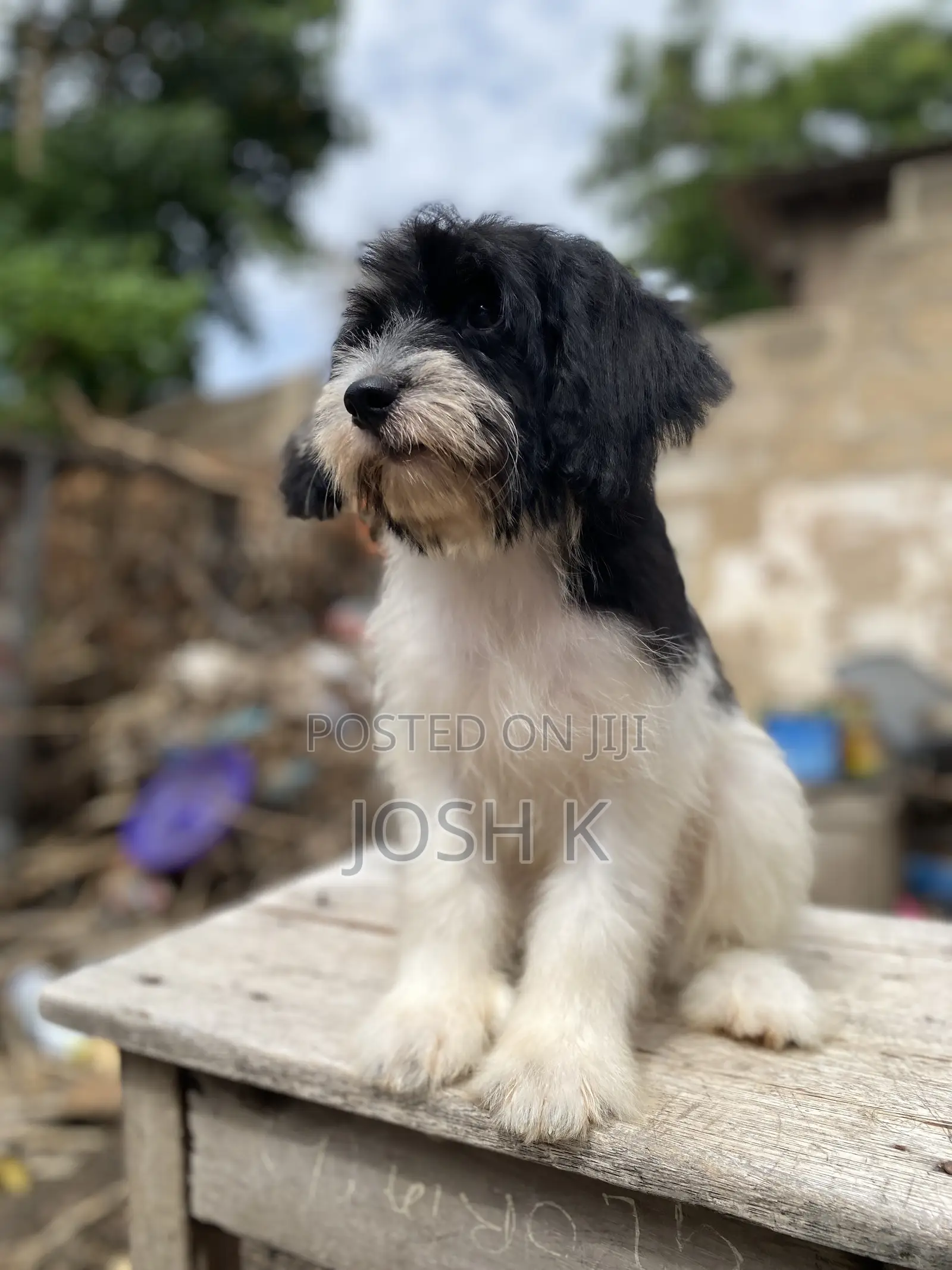 1-3 months Male Purebred Poodle