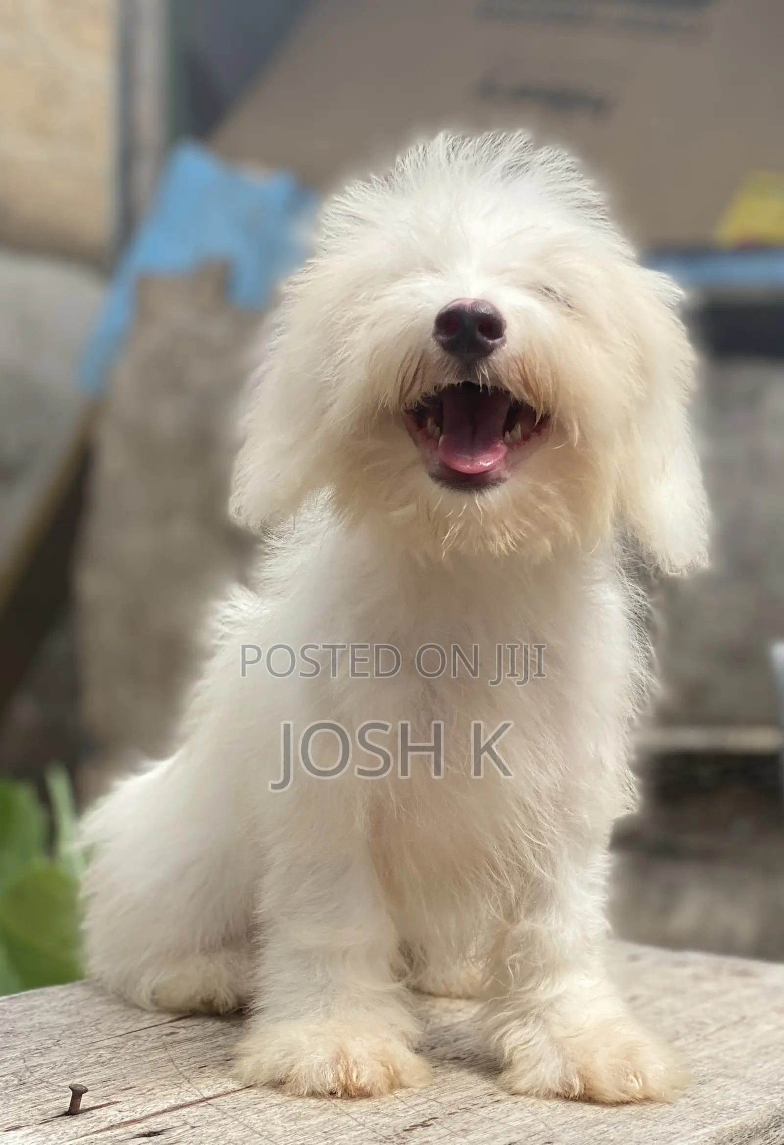 1-3 months Male Purebred Poodle