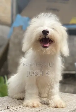 1-3 months Male Purebred Poodle