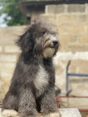 1-3 months Male Purebred Poodle