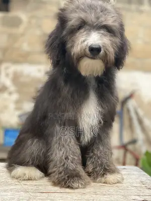 1-3 months Male Purebred Poodle
