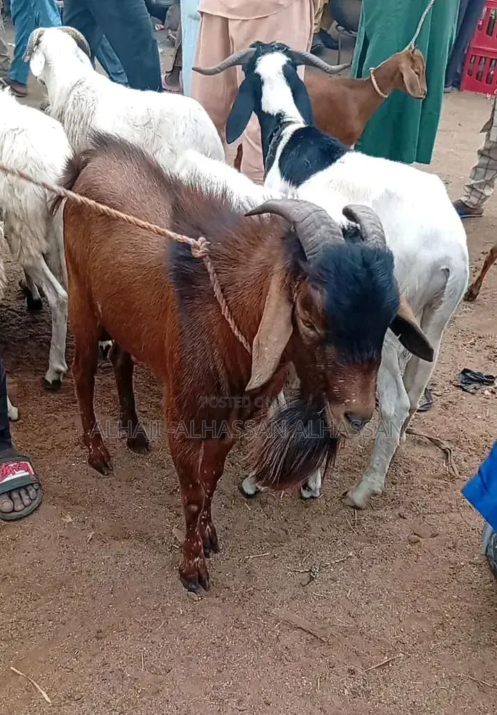 Two Big Male Goat