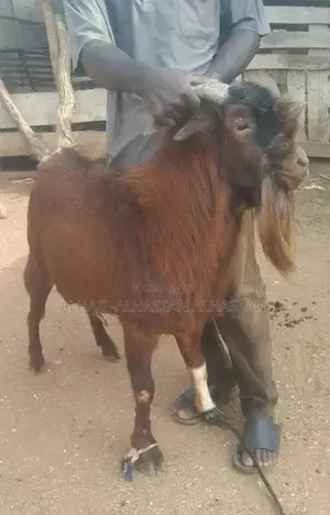 Two Big Male Goat