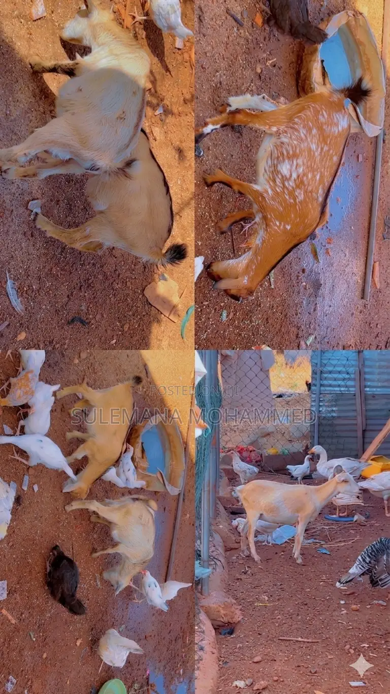 Local Goats and Hybrids