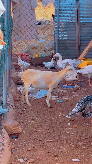 Local Goats and Hybrids