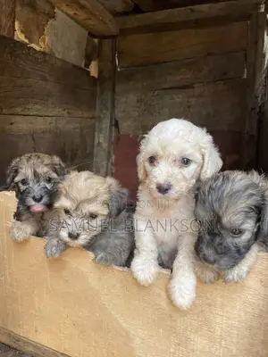1-3 months Female Purebred Maltipoo