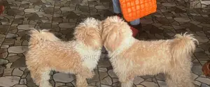 1-3 months Male Purebred Poodle