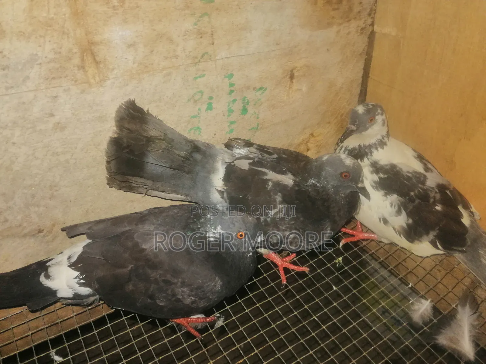 Two Females One Male Pigeons Available