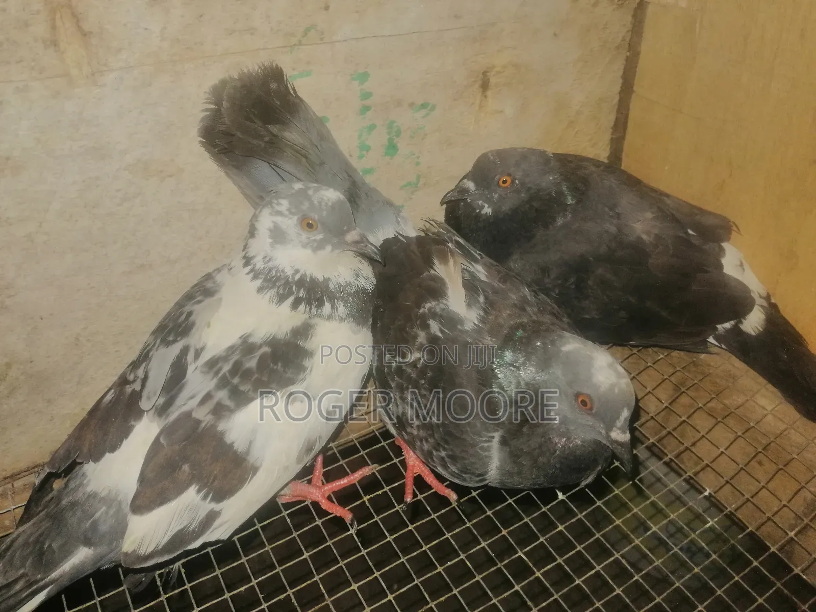 Two Females One Male Pigeons Available