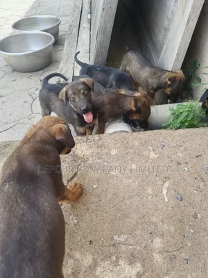 1-3 months Male Mixed Breed Belgian Malinois