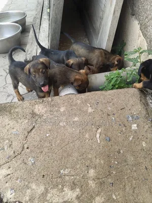 1-3 months Male Mixed Breed Belgian Malinois