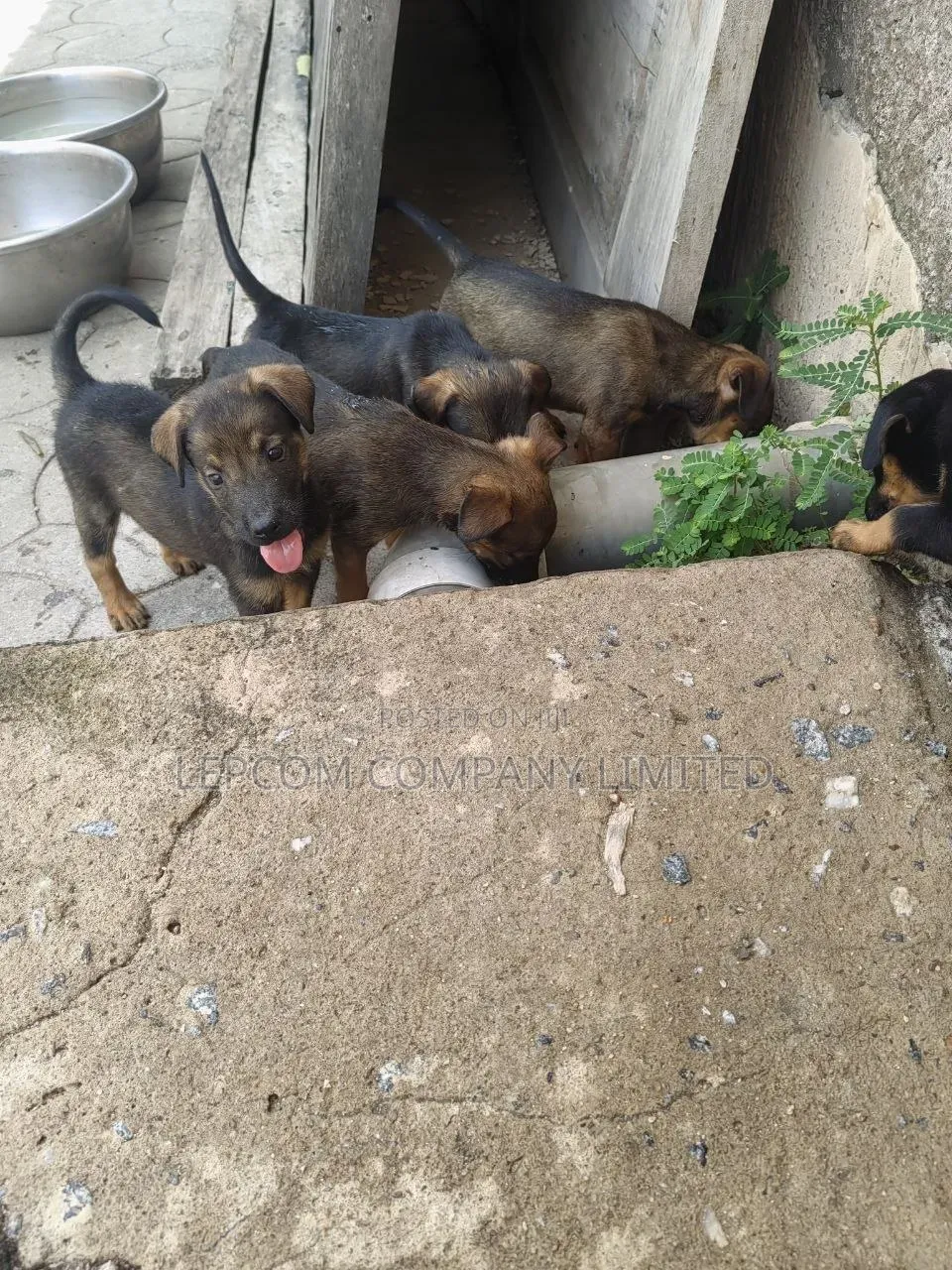 1-3 months Male Mixed Breed Belgian Malinois