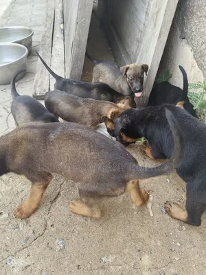 1-3 months Male Mixed Breed Belgian Malinois