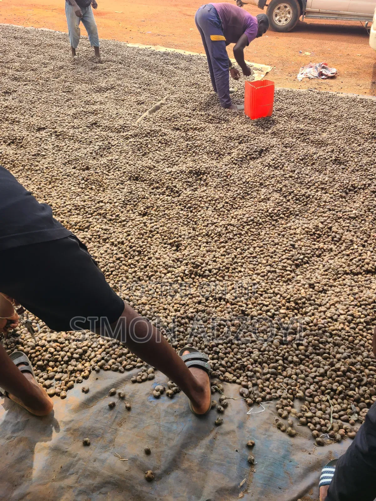 Cashew Nut for Sale